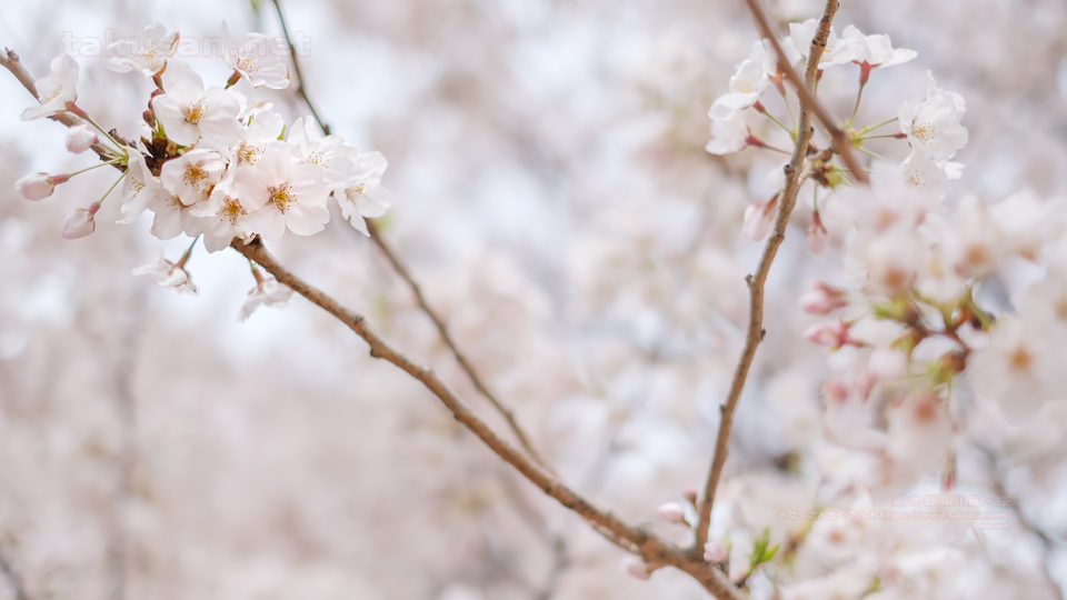 桜 壁紙歳時記 たくさんとくさん