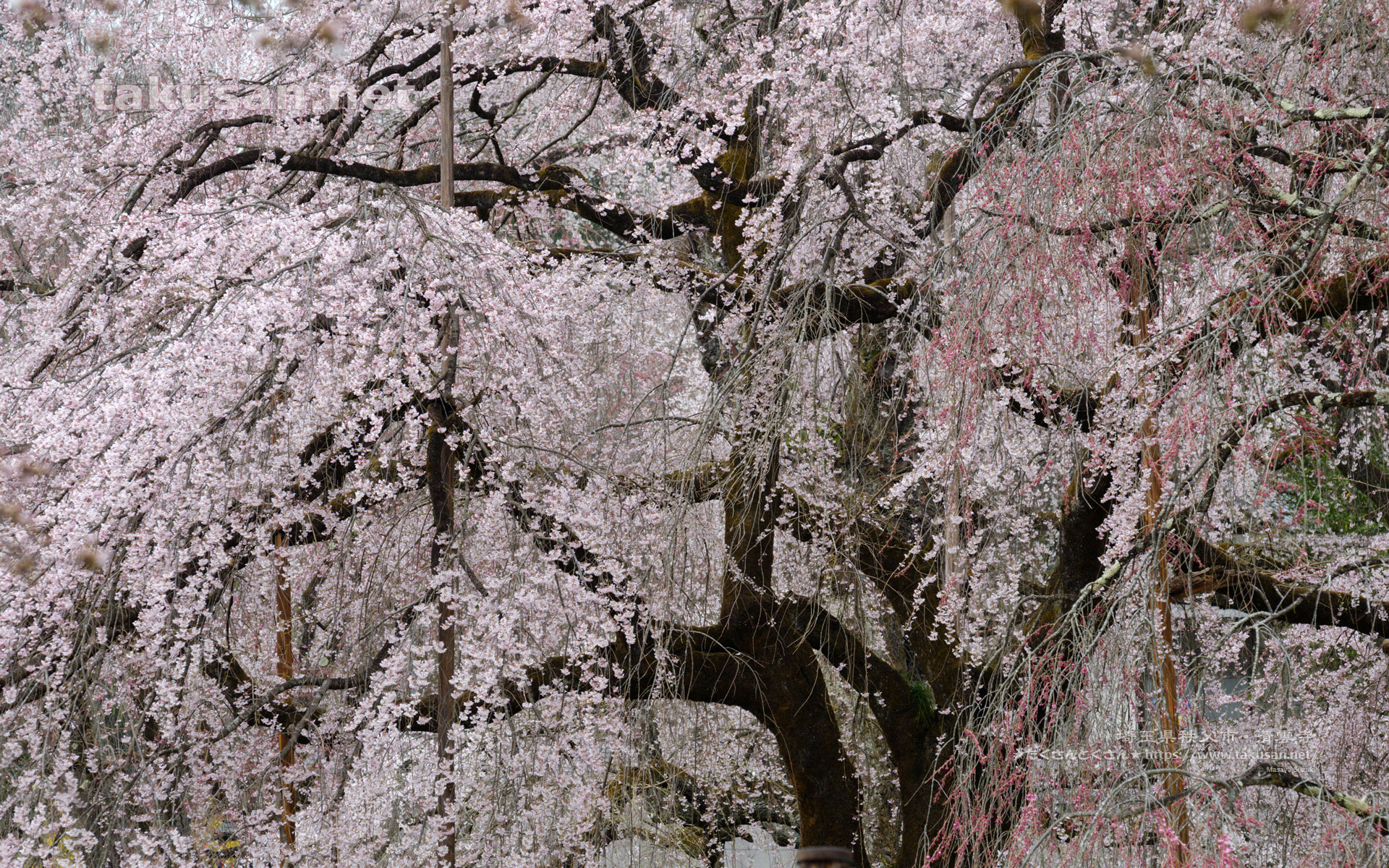 清雲寺のしだれ桜の壁紙
