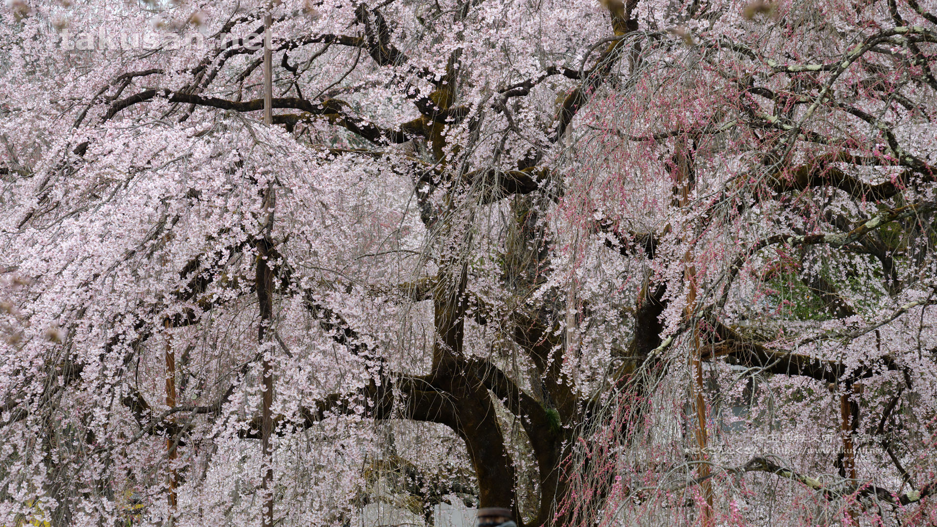 清雲寺のしだれ桜の壁紙