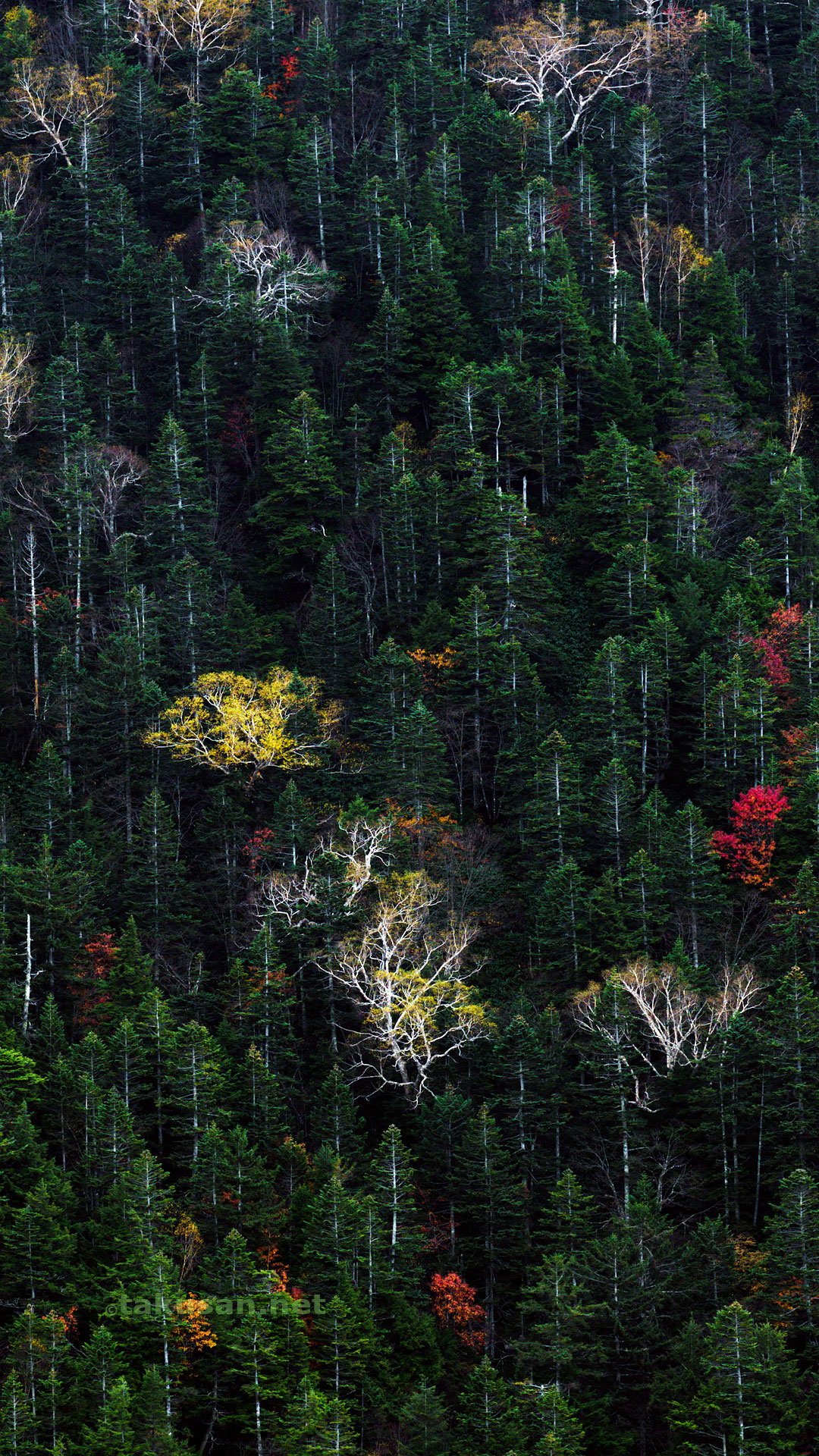 秋景、志賀高原にての壁紙