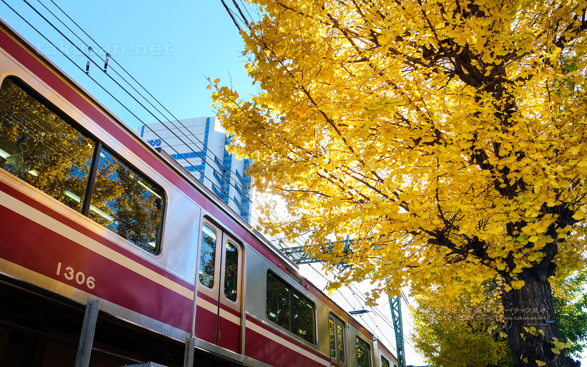 品川・京急沿線のイチョウ並木の壁紙