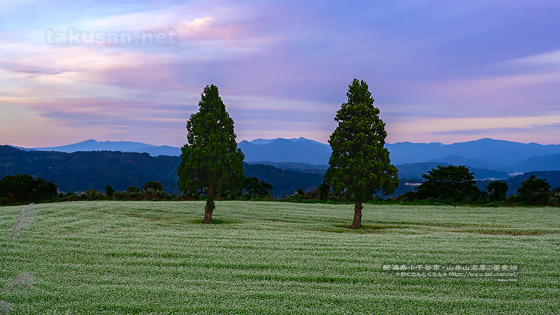 山本山高原の蕎麦畑