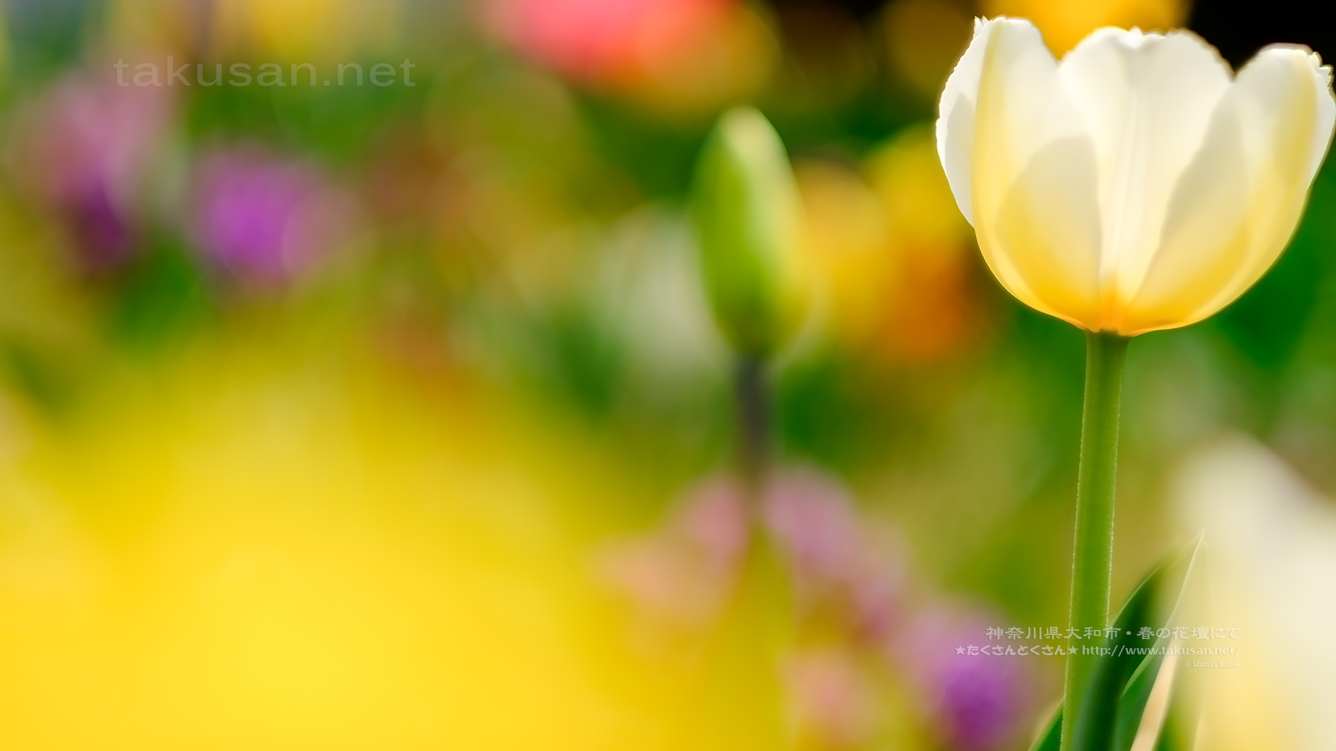 春の花壇の壁紙