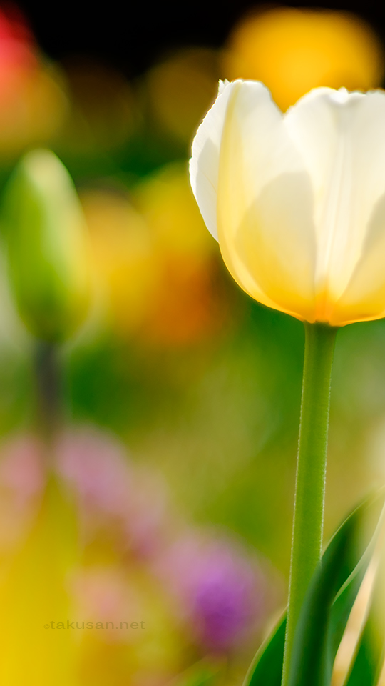 春の花壇の壁紙