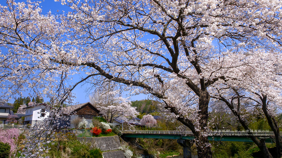 大滝根川沿い高倉蔵屋敷の桜の壁紙