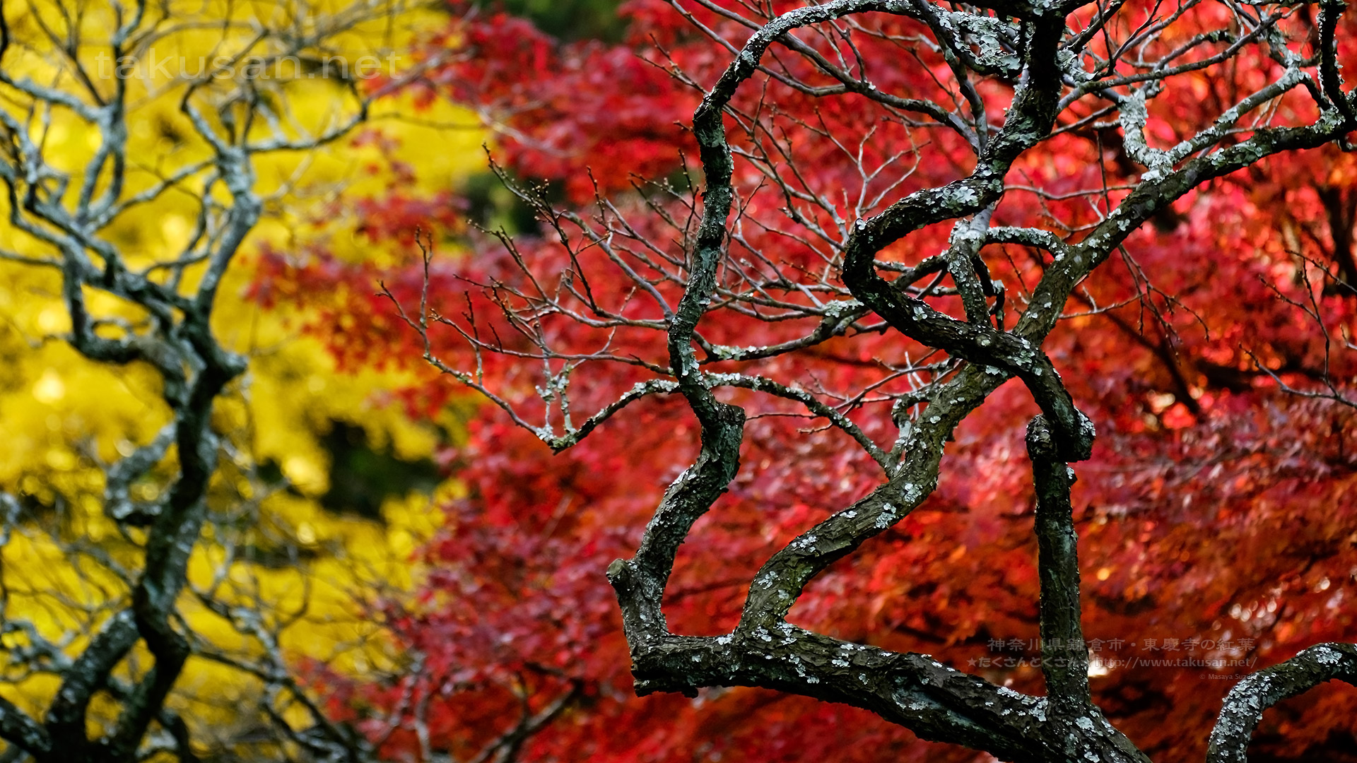 東慶寺の紅葉の壁紙