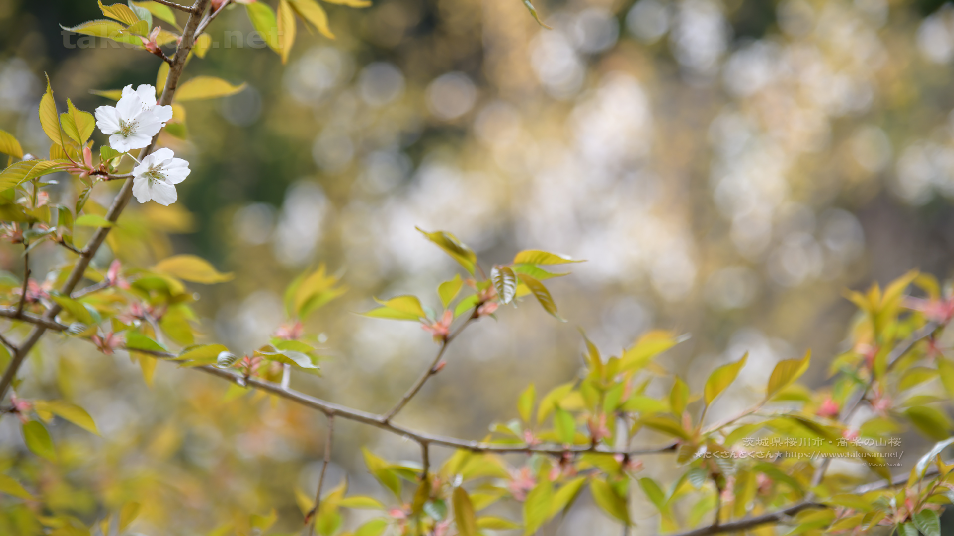 桜川市高峯の山桜の壁紙