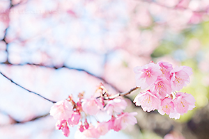 デスクトップ壁紙　荏原神社の寒緋桜