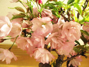 桜の盆栽