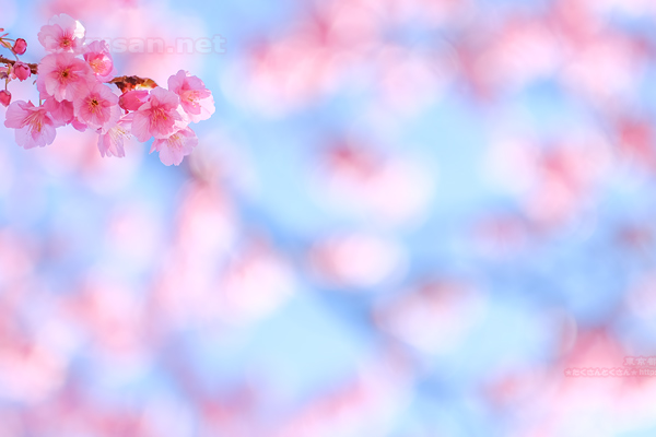 寒緋桜のデスクトップ壁紙