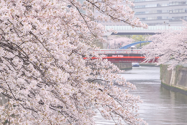 春の長雨目黒川の桜のデスクトップ壁紙