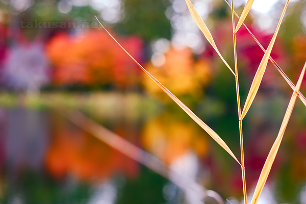 蓼科湖の秋深まるのデスクトップ壁紙