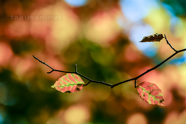 秋深まる赤城自然園にてのデスクトップ壁紙